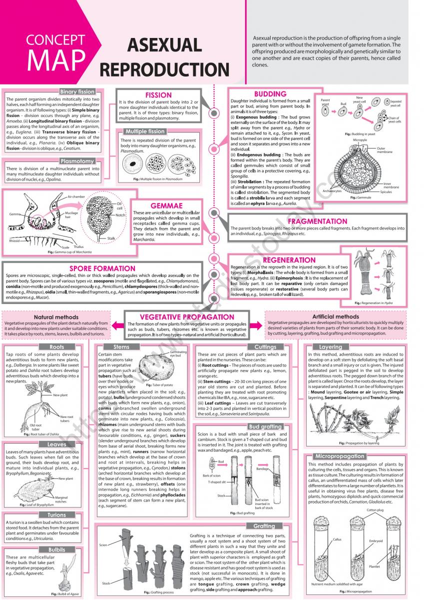 Neet Biology Asexual Reproduction Concept Map Set B 2502
